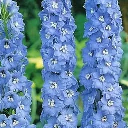 Дельфініум "Літнє небо" (Зіпер) Весна 0.1г (183413)