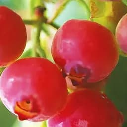 Саджанець Agro-Market Лохина (чорниця садова) середньопізня Пінк Блюберрі 1 саджанець (52603)