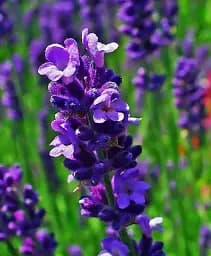 Лаванда Agro-Market Miss Katerine англійська вузьколиста 1 саджанець в упаковці (44326)