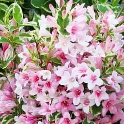 Саджанець Agro-Market Вейгела флорида 2-річна Nana Variegata висота 20-40см (101884)