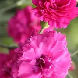 Гвоздика Махрова "Devon Wizard" (188606) 1 саженец