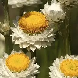 Аммобіум крилатий "Зіркопад" (зіпер) Весна 0.2г (183410)