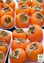 Саджанець Agro-Market Хурма Хеакума на віргінській морозостійкій підщепі 1 шт. в упаковці (44808) - мініатюра 6