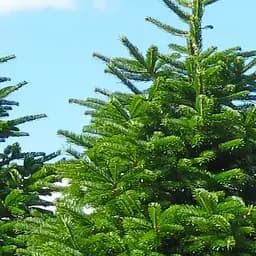 Саджанець Agro-Market Ялиця Нордмана (Nordmanniana) горщик P9 (38186)