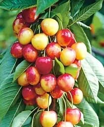 Саджанець Agro-Market Черешня колоновидна рожева Сабріна 1 шт. в упаковці (52604)