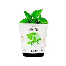 Ботанічні експерименти "Квіти в горщику" Bambi X2024-153-2 грунт, насіння, стакан з кришкою