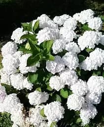 Гортензія Agro-Market Doppio Bianco Hydrangea macrophylla квітуча крупнолиста вазон С15 1 саджанець в упаковці