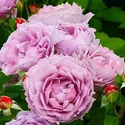 Троянда флорибунда Agro-Market Novalis саджанець класу АА+ 1 шт. в контейнері (180854)