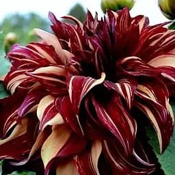 Жоржина "Bohemian Spartacus" (49607) 1 шт