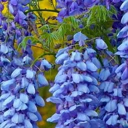 Саджанець Agro-Market Гліцинія ірисово-синя Ейва (преміальний сорт, підходить для живоплоту) (48086)