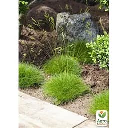 Саджанець Agro-Market Вівсяниця зелена Green (Festuca green) (184227) 1 шт. - мініатюра 2