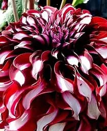 Клубень Agro-Market Георгина X-Factor гигантский цветок 1 шт. в упаковке (116607)