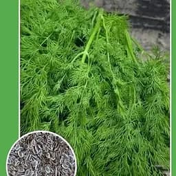 Насіння Весна Кріп геркулес 2 г (10172)