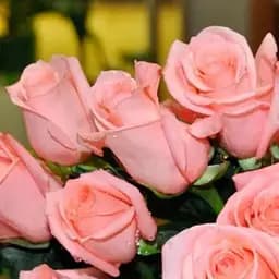 Троянда чайно-гібридна Agro-Market Ангажемент саджанець класу АА+ вищий сорт 1 шт. в упаковці (35995)