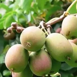 Саджанець Agro-Market Актинідія Асія самозапильна! (Міні-ківі, самоплодовий сорт, пізній термін дозрівання) 1 саджанець (24252)