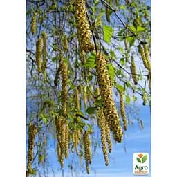 Саджанець Agro-Market Береза лікувальна Міріс (швидко зростаюча, невибаглива) (177474) - мініатюра 3