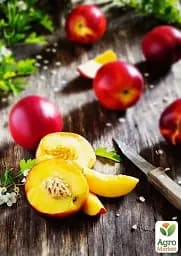 Саджанець Agro-Market Нектарин Флейвор Топ (літній сорт, середній термін дозрівання) 1 шт. в упаковці (39945) - мініатюра 5