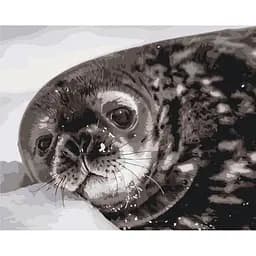 Картина за номерами на підрамнику Brushme Тюленятко Ведделла Сергій Глотов