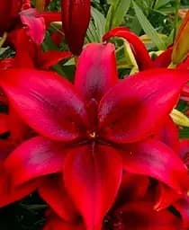 Луковица Agro-Market Лилия Red Country 1 шт. в упаковке (176151)