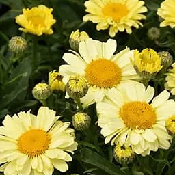 Ромашка крупноцветковая Невьяник "Sweet Daisy Izabel" (компактная, срезная) (189543) 1 саженец в упаковке