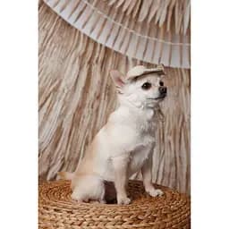 Панама Pet Fashion Gold для собак S - мініатюра 5