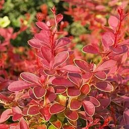 Саджанець Agro-Market Барбарис Тунберга Coral (контейнер P9) (100345)