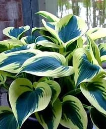 Саженец Agro-Market Хоста Blue Ivory 1 шт. в упаковке (176293)