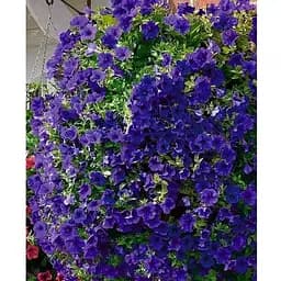 Саджанець Agro-Market Сурфінія Heavenly Blue (184208) 1 шт.