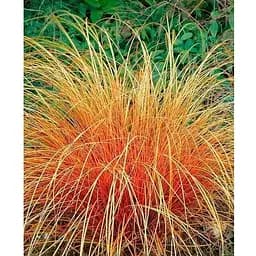 Осокая терракотовая "Prairie Fire" вазон С2 высота 20-40см (153284) 1 саженец