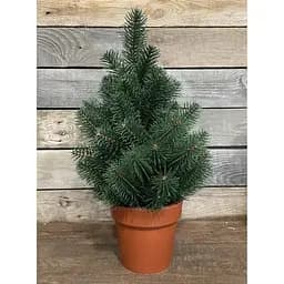 Ялинка Hvoya Premium лита у горщику 50 см зелена