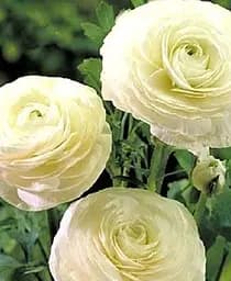 Саджанець Agro-Market Лютики Ранункулюс White 989 розмір 5/6 великий 5 шт. в упаковці (17271)