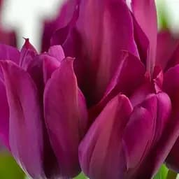 Тюльпан "Night Club" (багатоквітковий) (186166) 2 шт