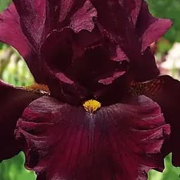 Ирис бородатый крупноцветковый "Salsa Rio" 1 шт (41134)