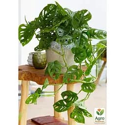 Монстера Agro-Market  Adansonii (115202) 1 саджанець в упаковці  кімнатний - мініатюра 3