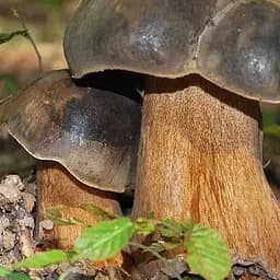 Сухий зерновий міцелій "Білий гриб темно-бронзовий" 100г (45550)