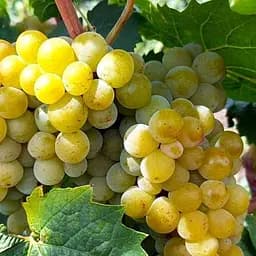 Саджанець Agro-Market Виноград Кристал (дуже ранній, винний) 1 шт. в пакуванні (101846)