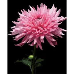 Картина по номерам Strateg Розовая георгина на черном фоне 40Х50 см (AH1264)