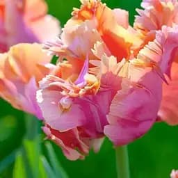 Тюльпан "Amazing Parrot" (186264) 2 шт