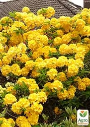 Азалія 2-х річна "Yellow Pom Pom" С1.5 висота 25-50см (189908) 1 саженец - мініатюра 2