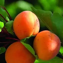 Саженец Agro-Market Абрикос Киото (летний сорт, средний срок созревания) (39860) 1 шт. в упаковке