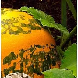 Насіння Весна на вагу Гарбуз Смугастий бегемот ціна за 10 г (49364)