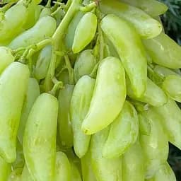 Саджанець Agro-Market Виноград Азія (саджанець дуже великого солодкого винограду) 1 шт. в пакуванні (101881)