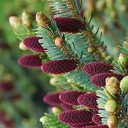 Саджанець Agro-Market Ялина Корейська Nakai (горщик P9) (49260)