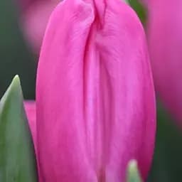 Тюльпан "Pink Flag" (186311) 2 шт