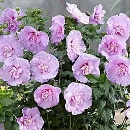 Саджанець Agro-Market Гібіскус сирійський Lavender Chiffon С2, висота 20-40 см (62131)
