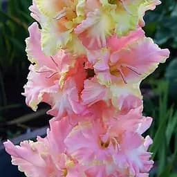 Гладиолус "Natasja" 3 шт (45653)