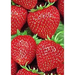 Саджанець Agro-Market Полуниця яскраво-червона Делішес (Delicious) 5 шт (італійська селекція, преміальний супер ранній сорт) (38439)