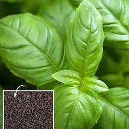 Насіння Agro-Market Базилік зелений Тонус на вагу ціна за 3 г (49302)