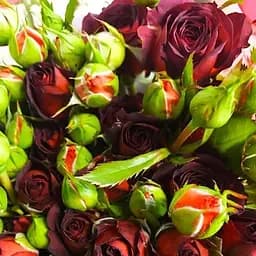 Троянда дрібноквіткова (спрей) Agro-Market Чокочино саджанець класу АА+ вищий сорт 1 шт. в упаковці (99890)