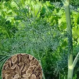 Насіння Agro-Market Кріп Ажурний на вагу ціна за 20 г (22050)